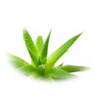 Esenta naturala (ulei) Aloe Vera difuzor aromaterapie SyS Aromas, 12 ml fotografia produsului View 2 S