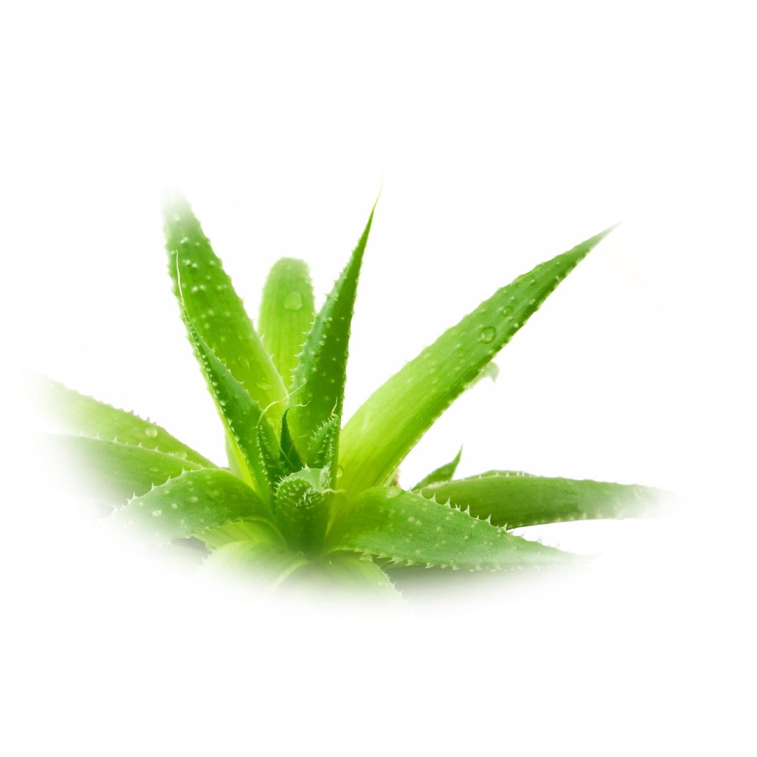 Esenta naturala (ulei) Aloe Vera difuzor aromaterapie SyS Aromas, 12 ml fotografia produsului View 2 L
