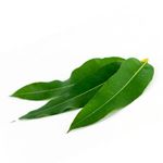 Esenta naturala Brumaroma difuzor/umidificator SyS Aromas - Eucalipt mentolat fotografia produsului View 2 S