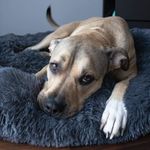 Culcus moale, pentru caine/pisica, grafit, 50 cm fotografia produsului View 6 S