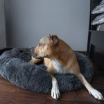 Culcus moale, pentru caine/pisica, grafit, 60 cm fotografia produsului View 6 S