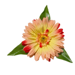Zinnia 3D, Handmade, Brosa, Statement, 3 in 1, Brosa/Clips par/Floare corsaj, Floare carciumareasa,Textil, Metal, - 8435021507658 fotografia produsului