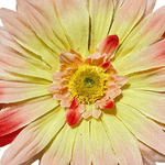 Zinnia 3D, Handmade, Brosa, Statement, 3 in 1, Brosa/Clips par/Floare corsaj, Floare carciumareasa,Textil, Metal, - 8435021507658 fotografia produsului View 3 S