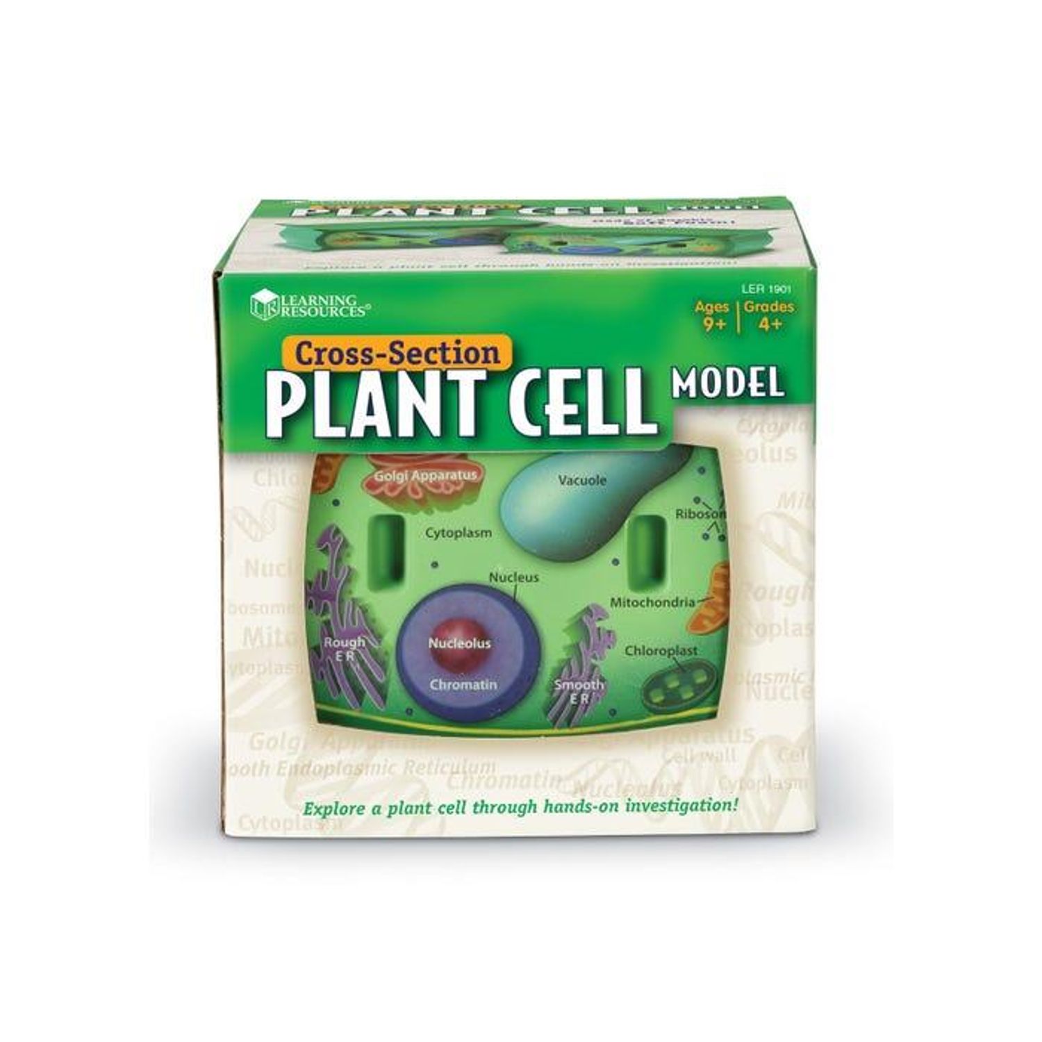 Sectiunea celulei plantei fotografia produsului View 4 L