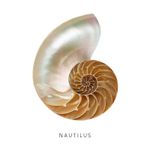 Piatra semipretioasa "Nautilus" interschimbabila pentru Pandantivul Magic Pendant fotografia produsului View 3 S