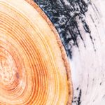 Perna de plus bustean de mesteacan fotografia produsului View 4 S