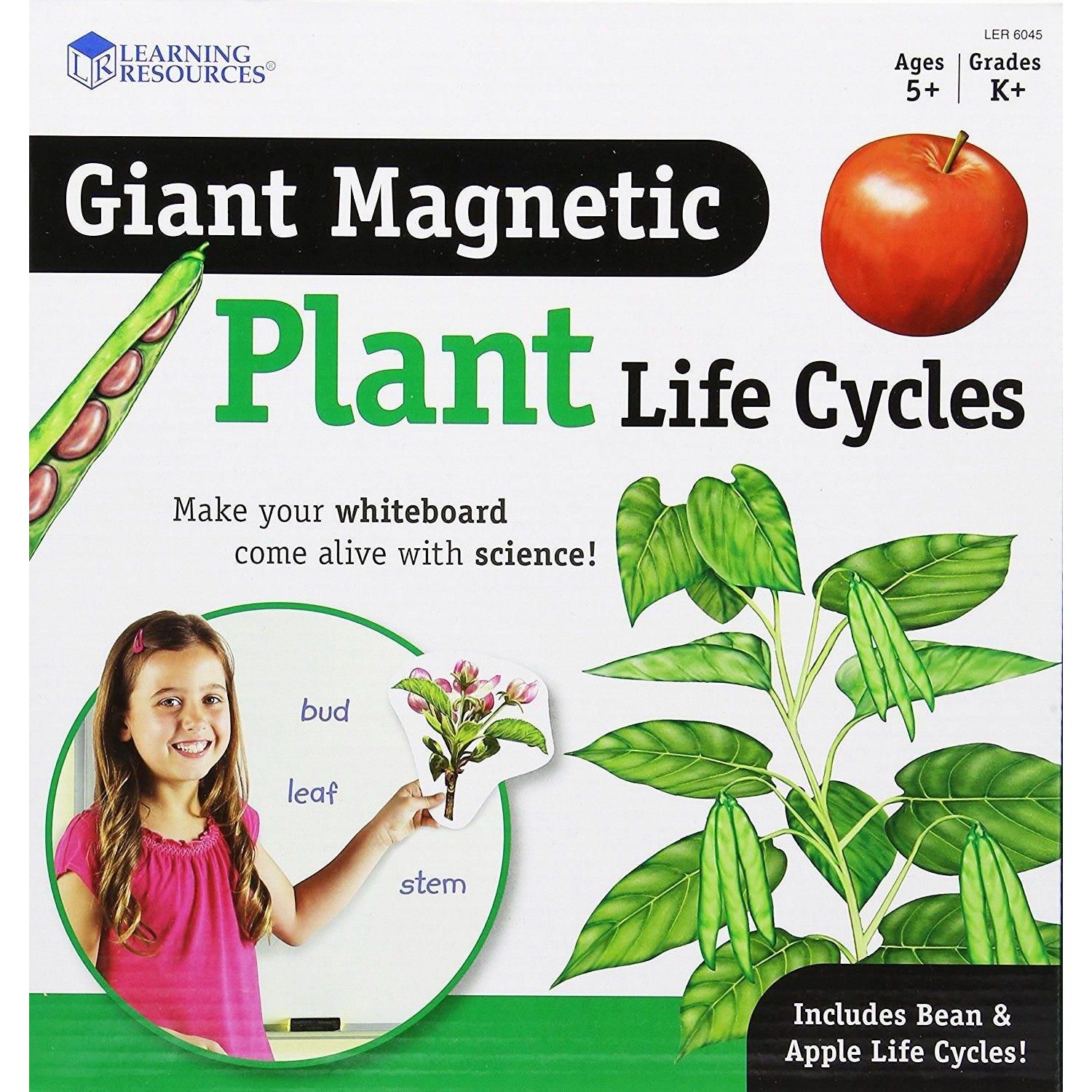 Ciclul vietii plantei - set magnetic fotografia produsului