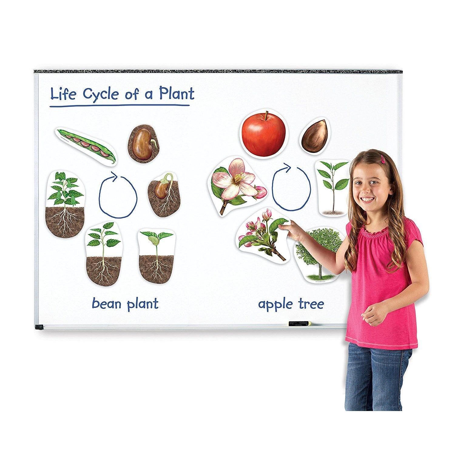 Ciclul vietii plantei - set magnetic fotografia produsului View 2 L