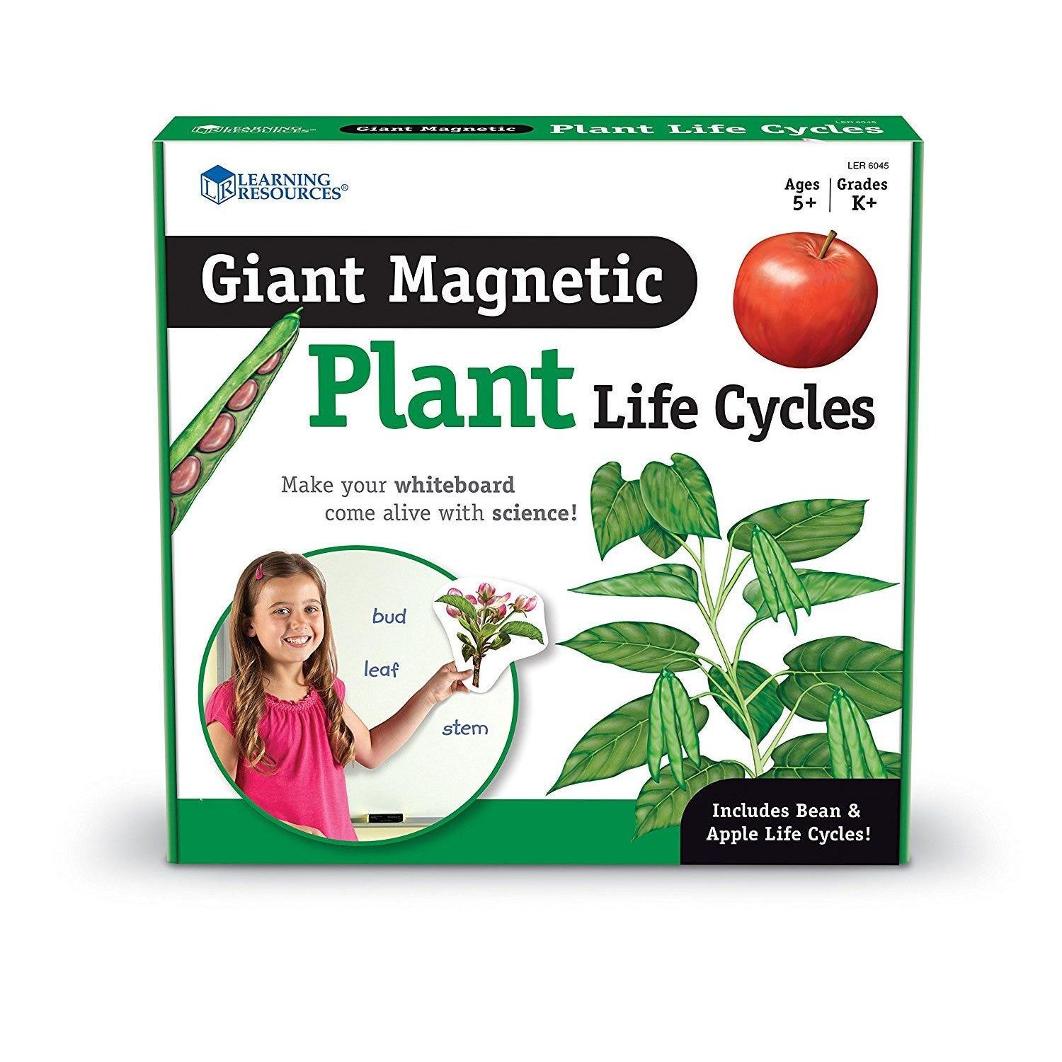 Ciclul vietii plantei - set magnetic fotografia produsului View 4 L