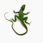 Figurina Parodi Iguana cm. 32 fotografia produsului View 2 S