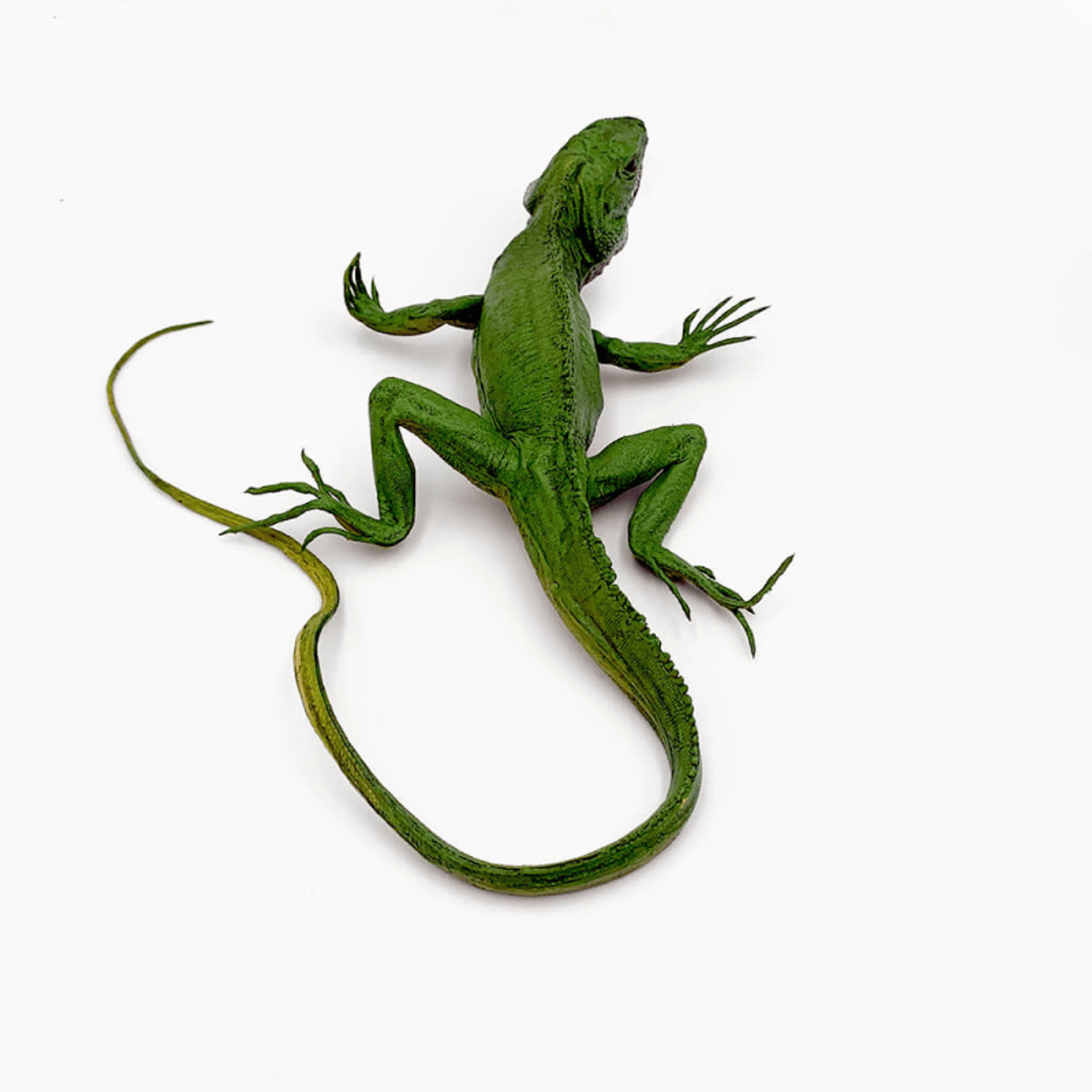 Figurina Parodi Iguana cm. 32 fotografia produsului View 2 L