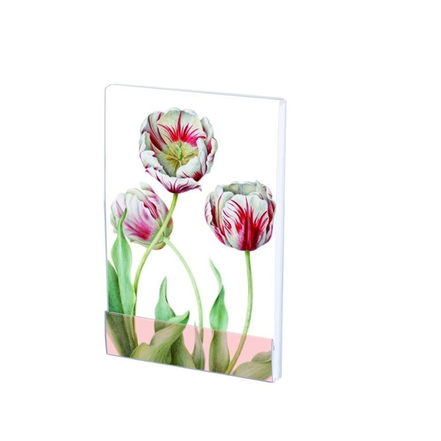 Carnet notite A7 Tulipa 'Teyler', Anita fotografia produsului
