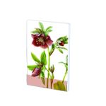 Carnet notite A7 Helleborus, Anita Walsm fotografia produsului