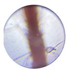 Set microscop cu suport pentru telefon, 100X, 400X, 1200X fotografia produsului View 4 S