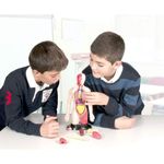 Kit educational mulaj Corpul uman si sistemul digestiv fotografia produsului View 5 S