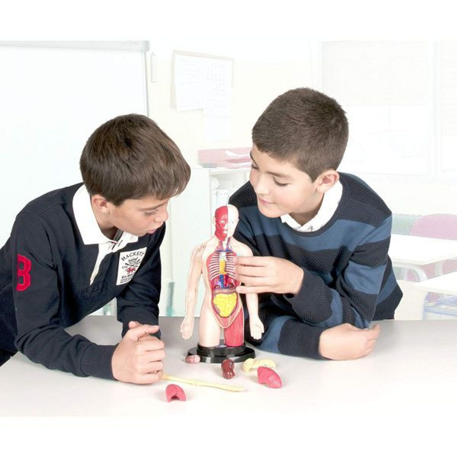 Kit educational mulaj Corpul uman si sistemul digestiv fotografia produsului View 5 L