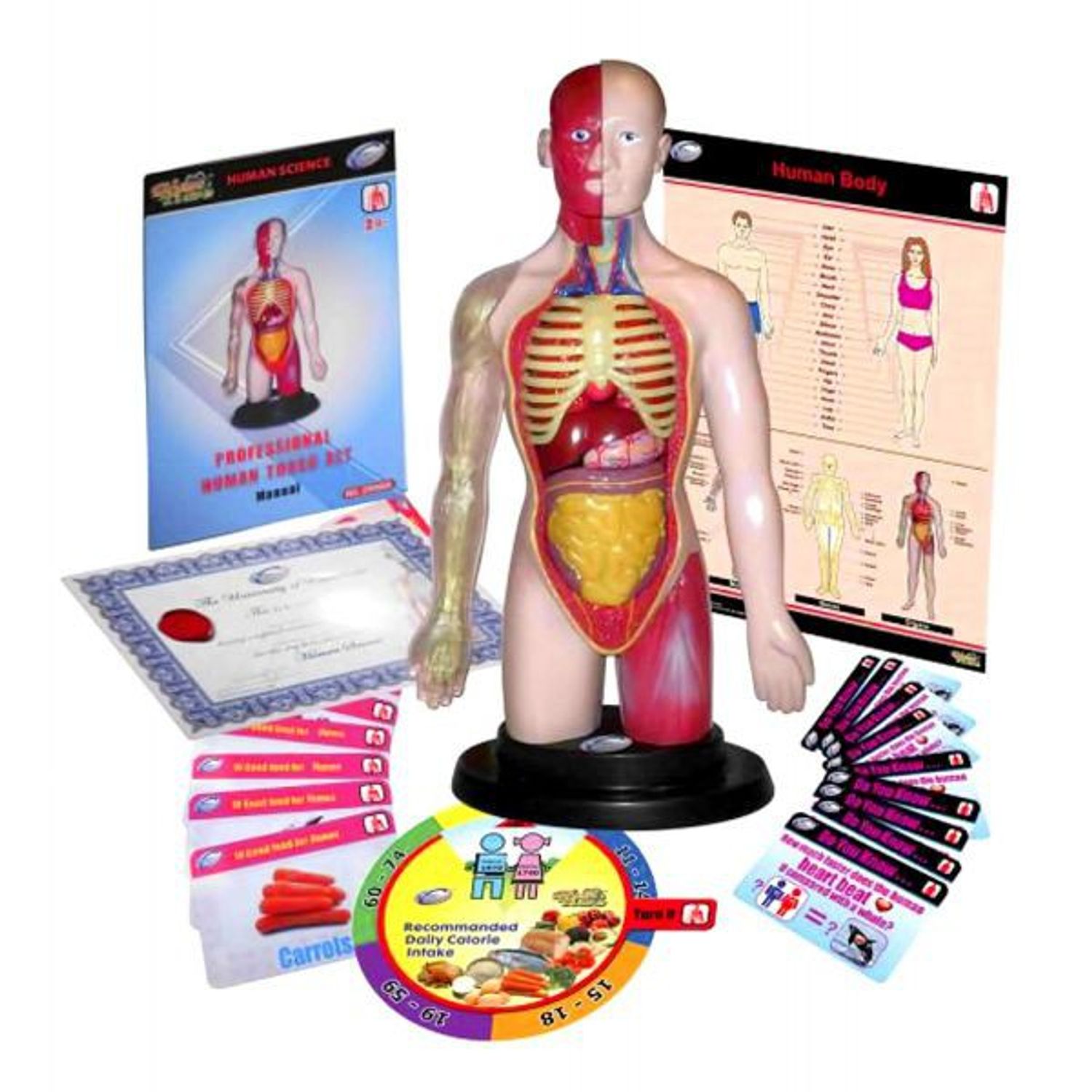 Kit educational mulaj Corpul uman si sistemul digestiv fotografia produsului