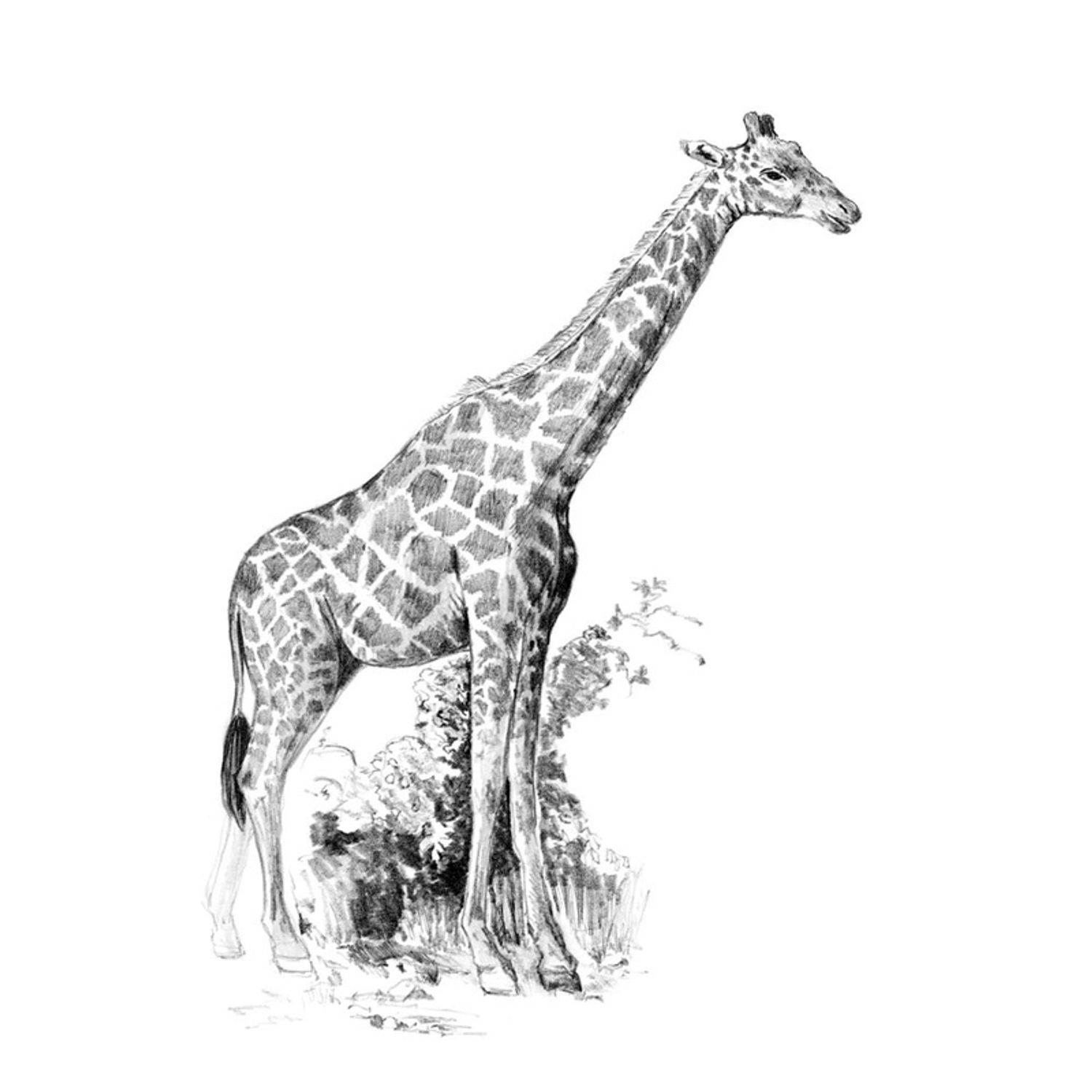 Crochiu incepatori-Girafa 13x18 cm fotografia produsului