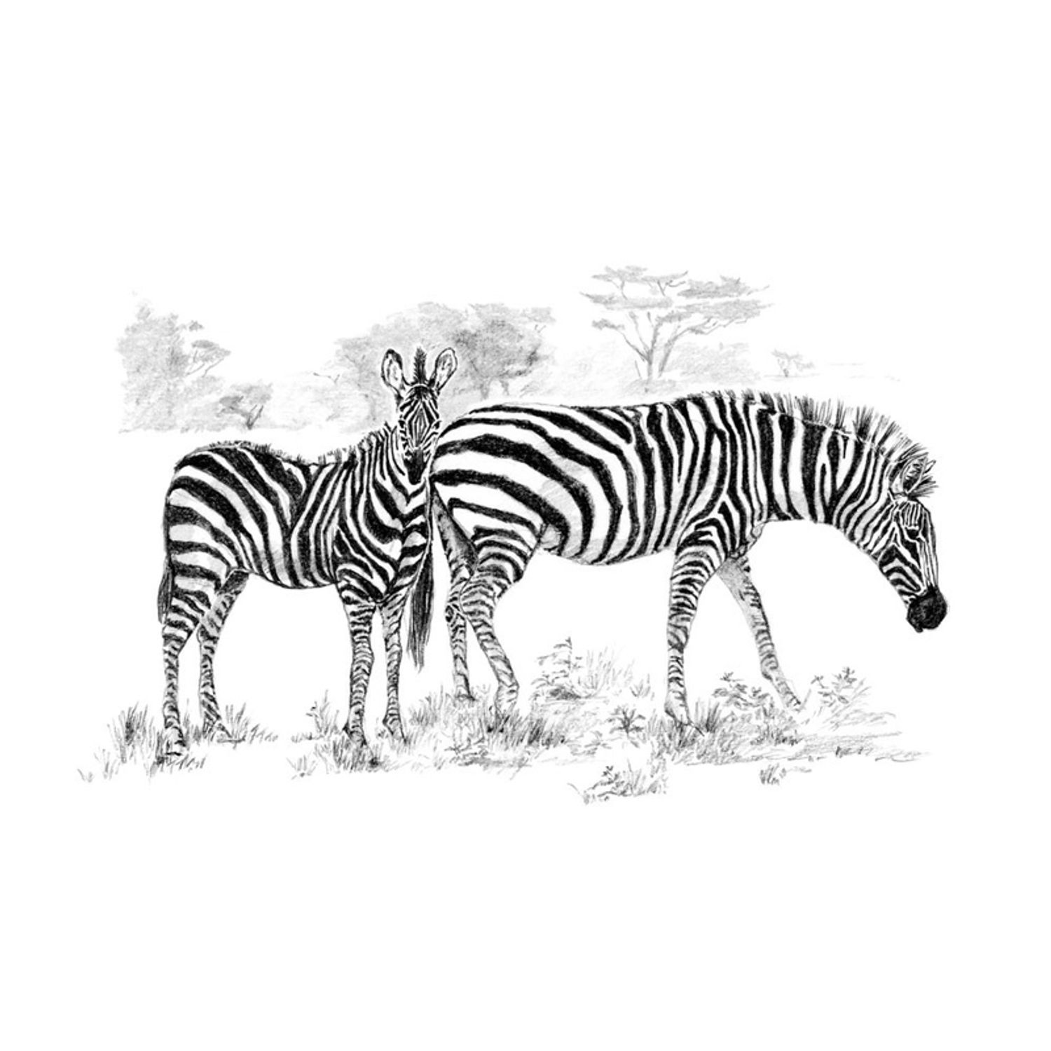 Set pentru realizarea unui desen in creion - Zebre fotografia produsului