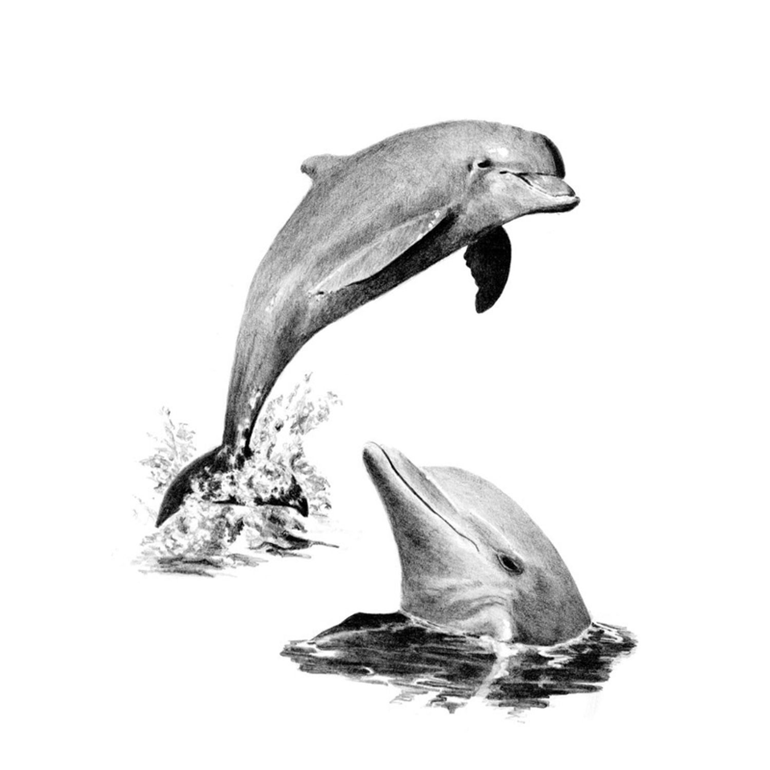 Crochiu incepatori-Delfini 22x29 cm fotografia produsului