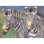 Prima pictura pe numere junior mare Zebrele lui Grevy fotografia produsului