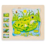 Puzzle multistrat din lemn - etapele dezvoltarii unei broscute fotografia produsului View 2 S