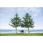 Carucior 2 in 1, Greentom, 100% Ecologic, White Olive fotografia produsului View 2 S