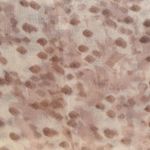 Esarfa pentru dama,PAMI, ED-0523-400-5, Maro, 180 X 90 cm fotografia produsului View 5 S