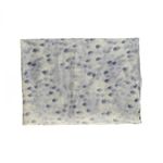 Esarfa pentru dama,PAMI, ED-0523-400-1, Gri, 180 X 90 cm fotografia produsului View 4 S
