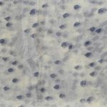 Esarfa pentru dama,PAMI, ED-0523-400-1, Gri, 180 X 90 cm fotografia produsului View 5 S