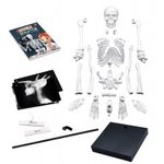 Macheta Schelet Corpul Uman 85 cm fotografia produsului View 2 S