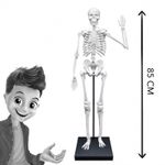 Macheta Schelet Corpul Uman 85 cm fotografia produsului View 5 S