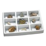 Kit paleontologie - Fosile fotografia produsului