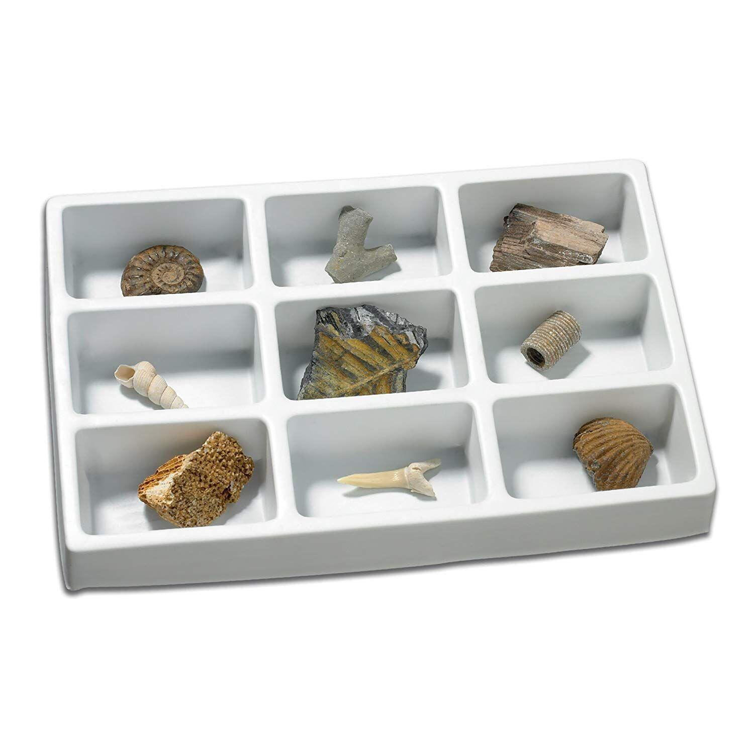 Kit paleontologie - Fosile fotografia produsului