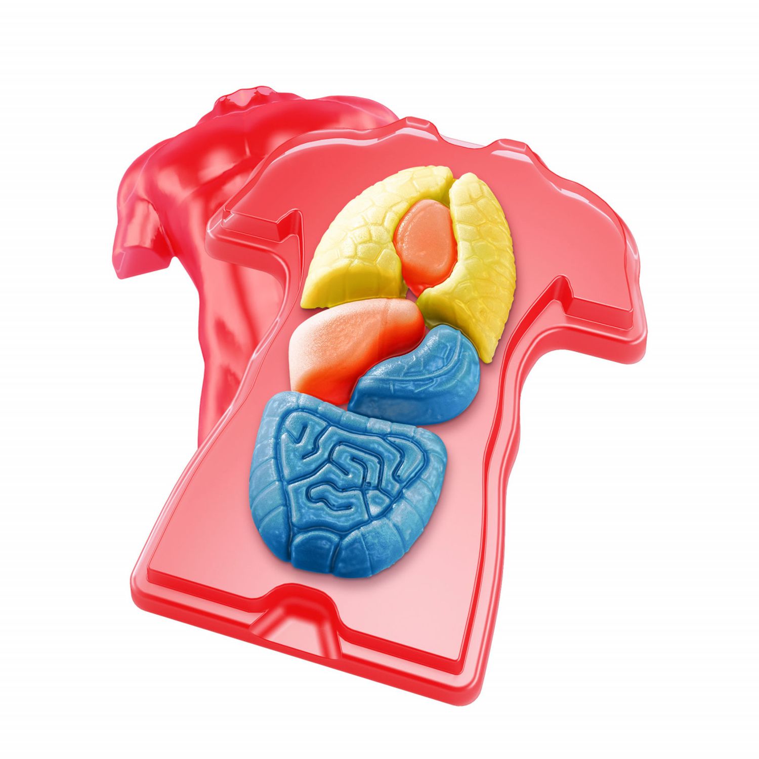 Kit STEM Organele corpului uman fotografia produsului View 3 L