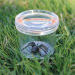 Borcan cu lupa pentru studiu insecte - GeoSafari fotografia produsului View 2 S